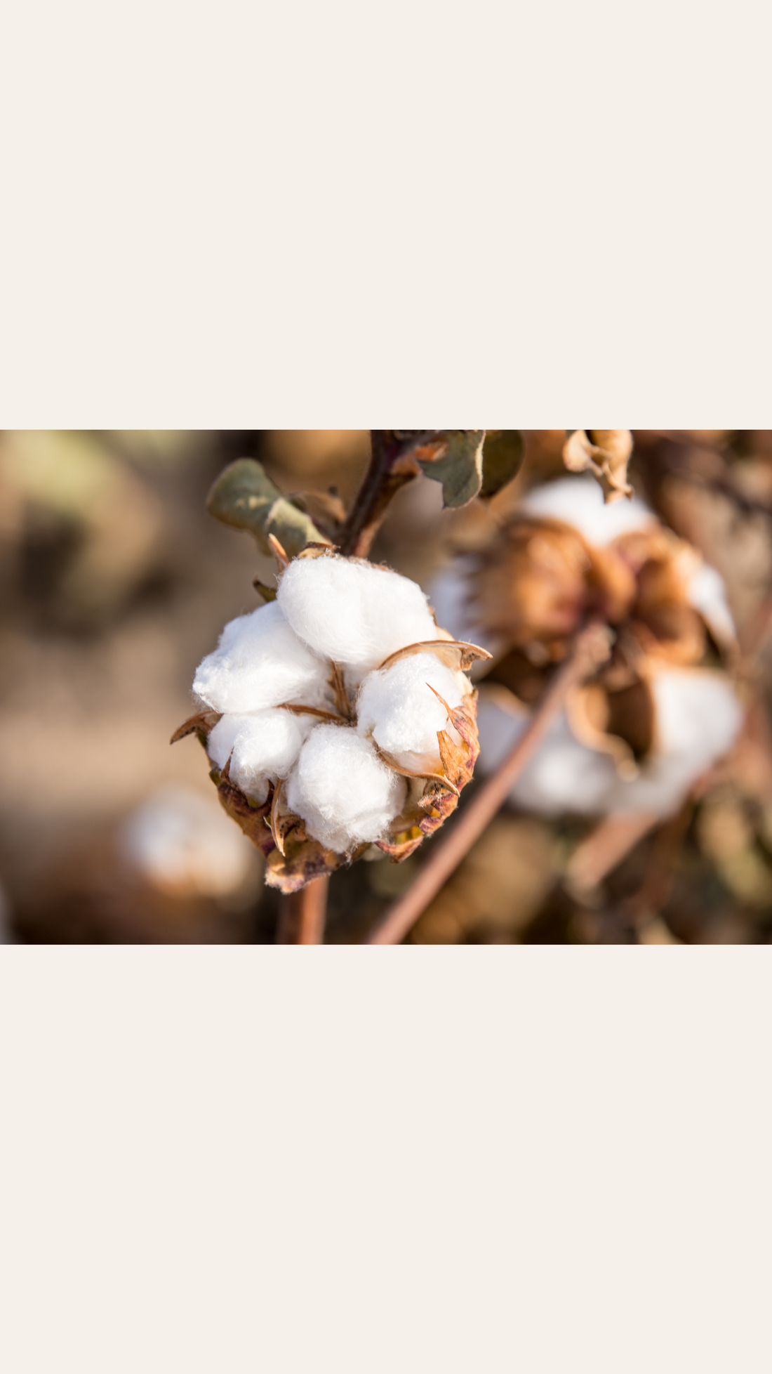 Organic cotton plant, sustainable safe baby clothing