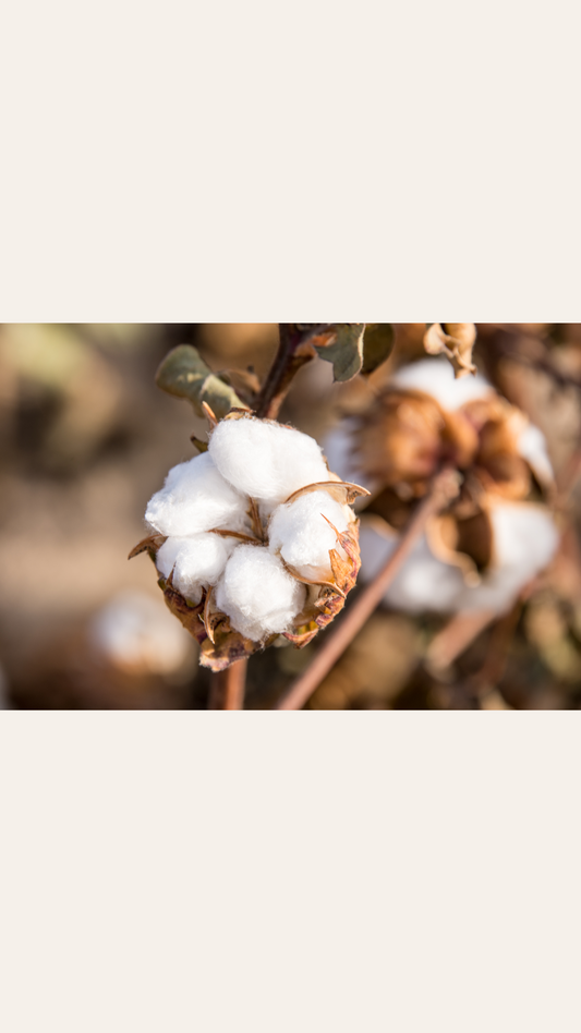 Organic cotton plant, sustainable safe baby clothing 